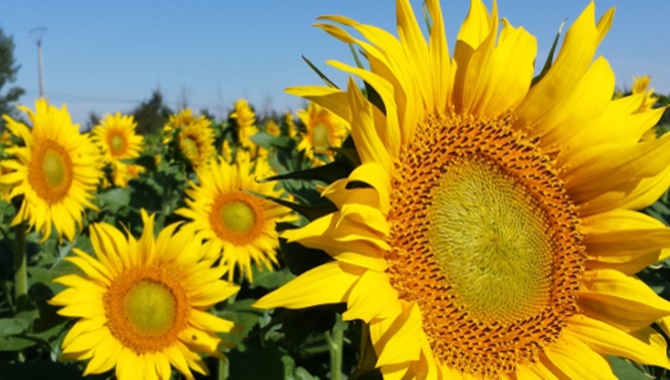 Oleokelsa, referente en semillas de grandes cultivos como girasol, maíz, remolacha o colza
