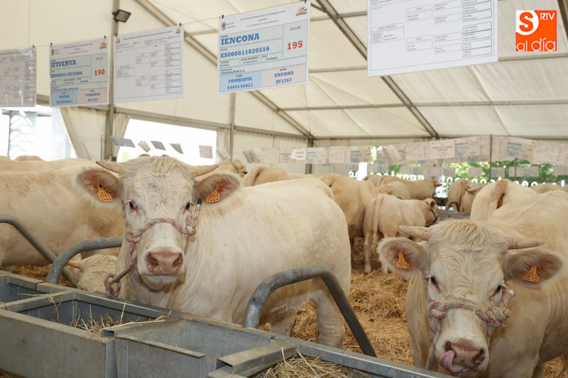 jornada más bien tranquila tras finalizar Salamaq17