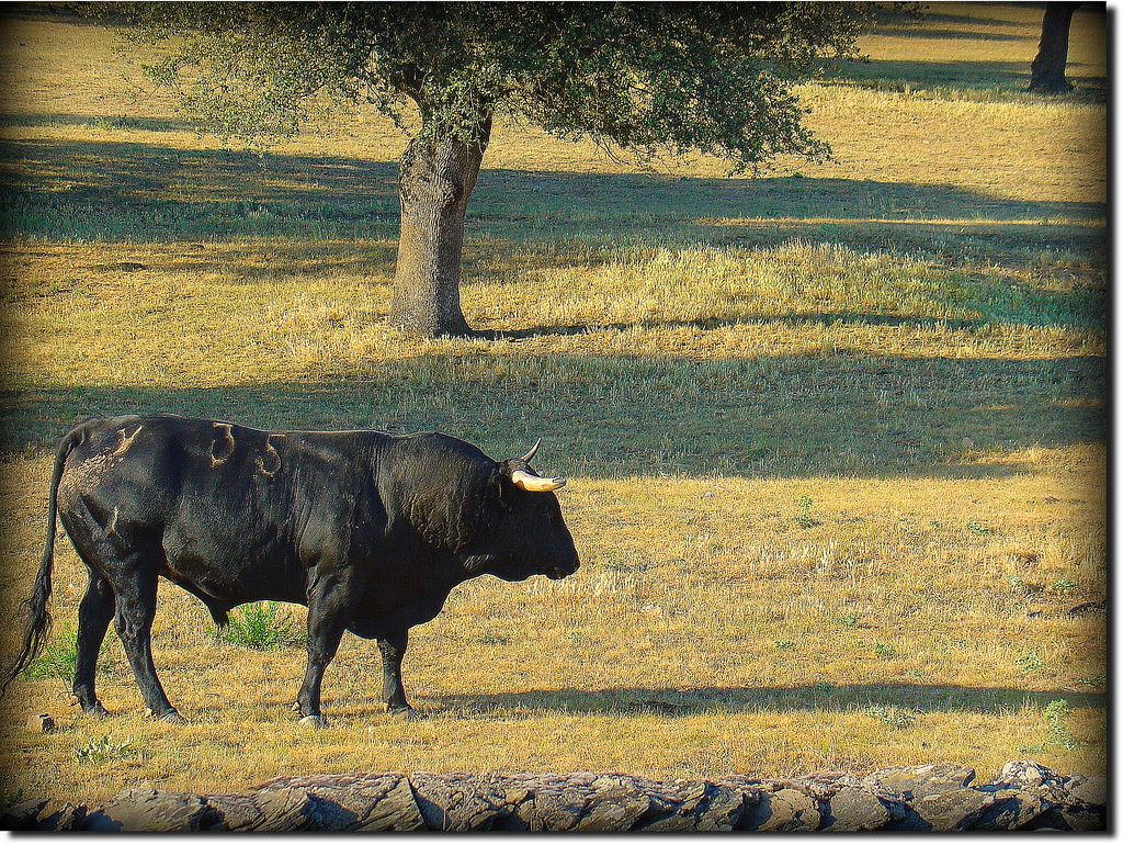 El toro