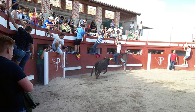La suelta popular de vaquillas congregaba a decenas de personas en Alaraz. Fotos: Aurelio Jinete