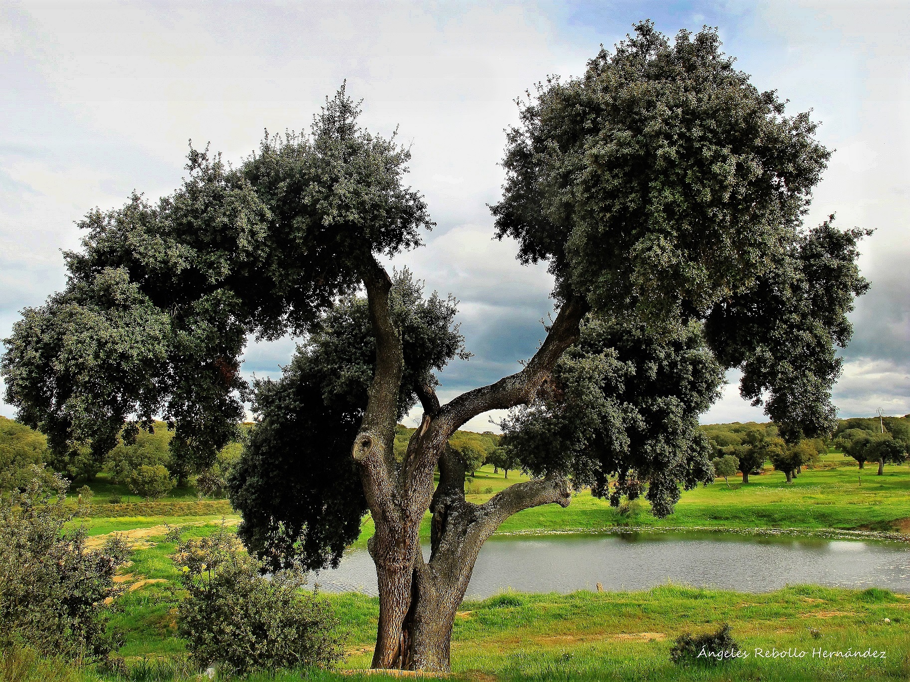 Lo perenne del mundo