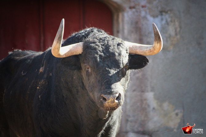 Ocho toros de Puerto de San Lorenzo para la Corrida Charra