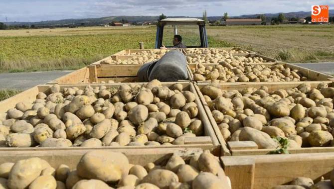 Aunque de peor aspecto, la pata salmantina gana en calidad