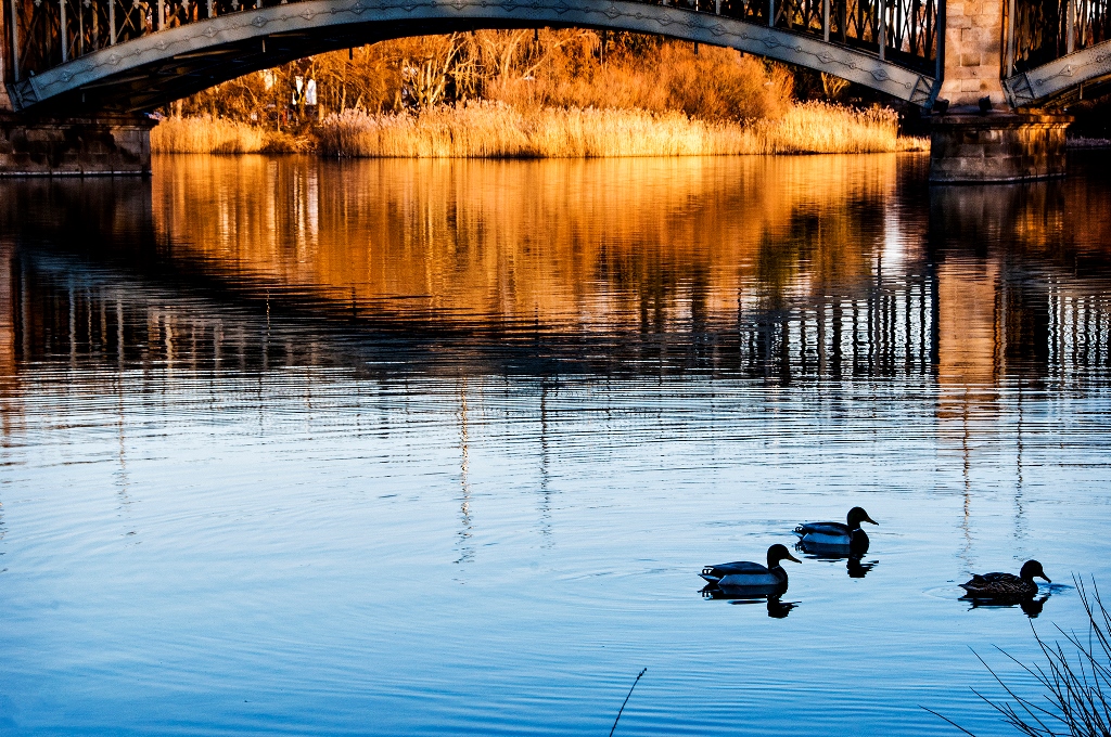 Fluye la vida como el agua