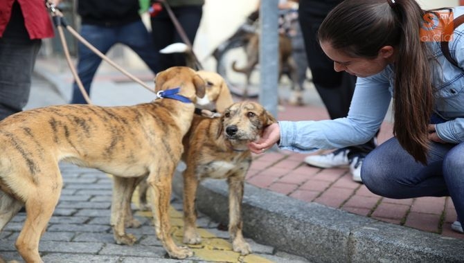 La mayoría de los animales registrados en el Ayuntamiento son perros