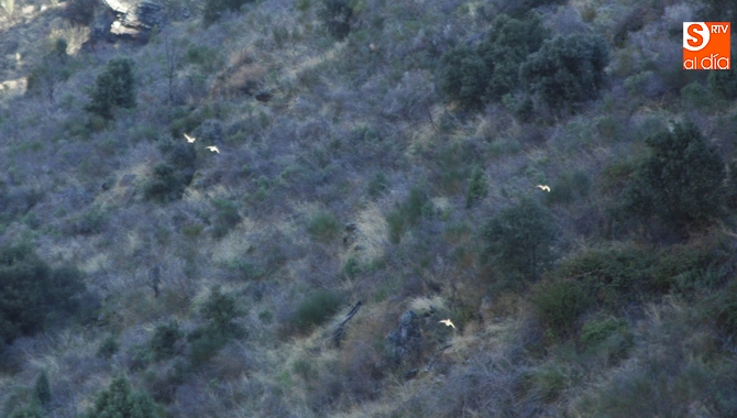 La perdiz parece que crio bien a pesar de la extrema sequía de este verano  / M. C.
