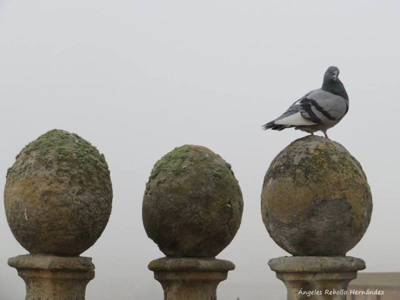 En las alas del aire