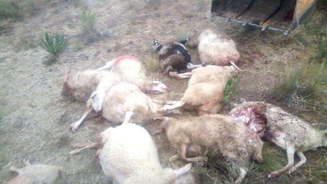 Algunas de las ovejas muertas como consecuencia de este ataque