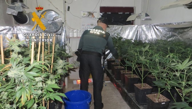 Desarticulada una plantación de marihuana en Cantagallo