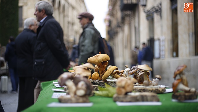 Micología en Salamanca