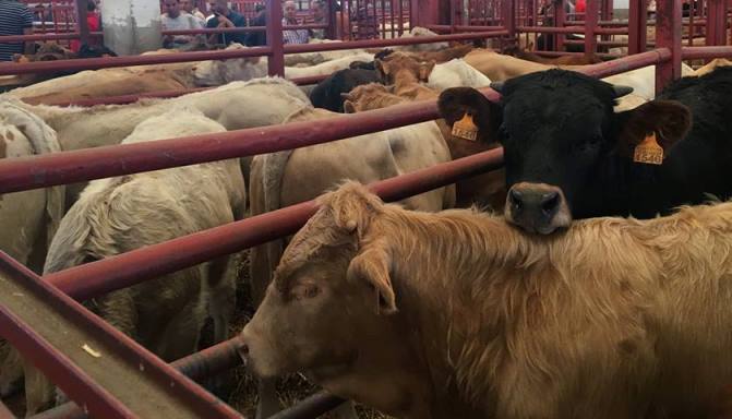 Ganado vacuno en los corrales del mercado