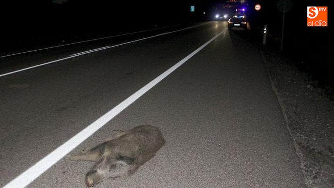El riesgo de sufrir un accidente provocado por la irrupción de animales salvajes en la carretera es cada día mayor