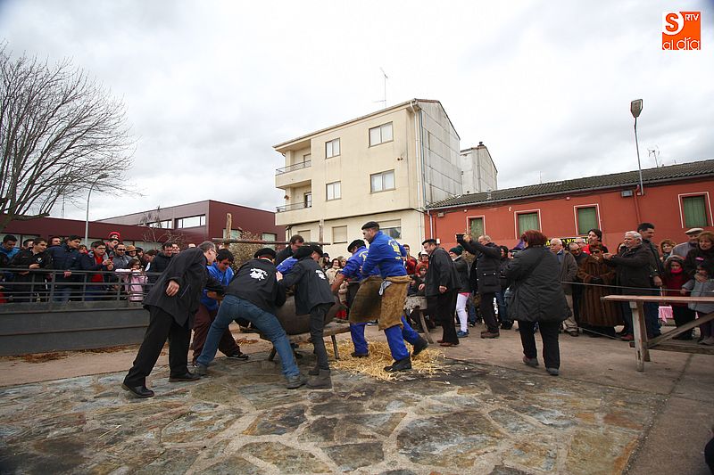Las jornadas de matanza en 2018 se reducen a 4 mientras que habrá 2 fiestas del mondongo