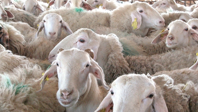 UPA-COAG denuncia la incertidumbre del sector ovino de leche con precios muy bajos  