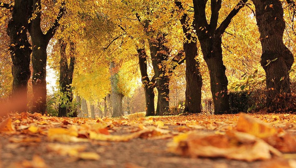 Tiempo de las ofrendas  