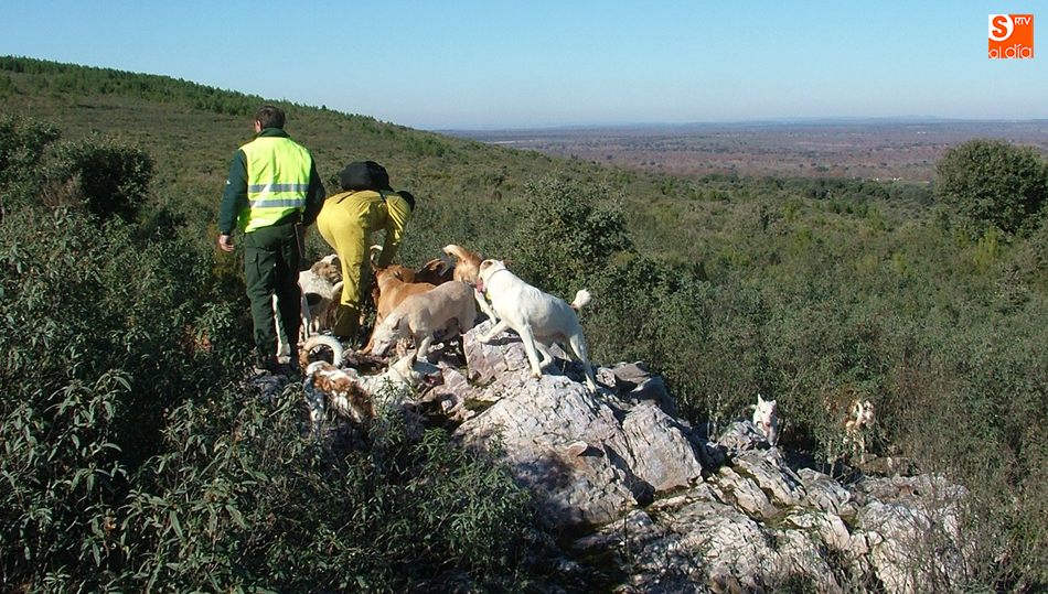 Las monterías en la sierra de Camaces serán sobre jabalí y zorro