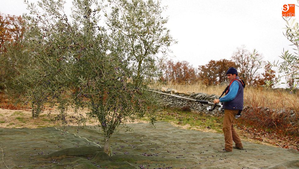 La recogida de aceituna en Villarino comenzará el 10 de noviembre