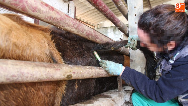 Un veterinario vacuna a una res