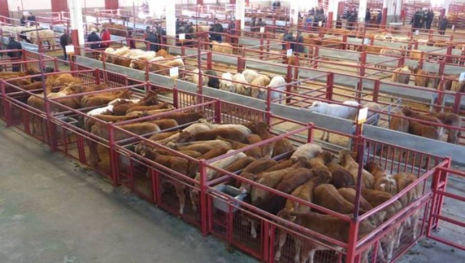 Ganado bovino en el Mercado de Salamanca