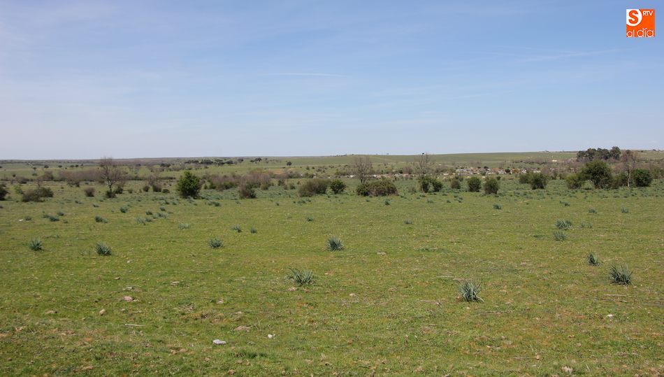 Zona de la dehesa de Vitigudino donde se plantarían las encinas