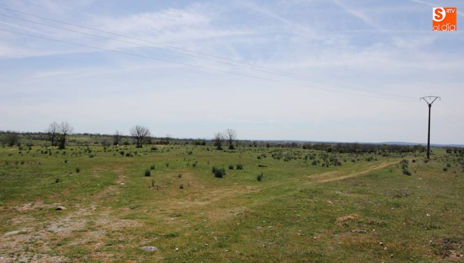 Zona de la dehesa de Vitigudino donde se plantarían las encinas de ejecutarse finalmente el proyecto