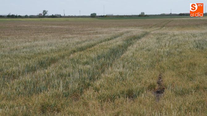 Siguen descendiendo las solicitudes de la PAC