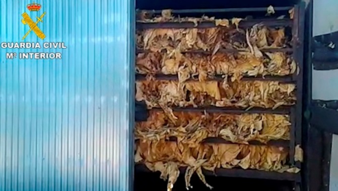 Hojas de tabaco intervenidas por la Guardia Civil