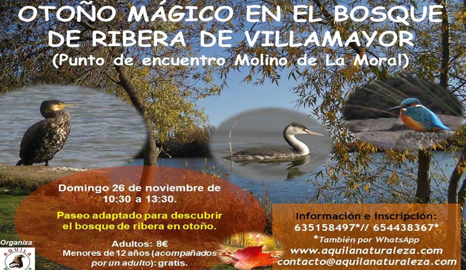 Paseo adaptado para descubrir el bosque de ribera en otoño   