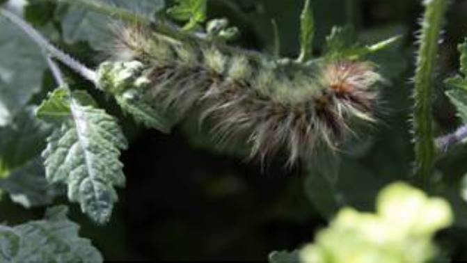 Procesionaria del pino