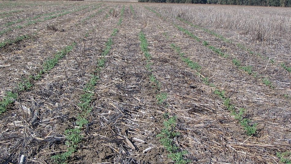 Cultivos como la colza quedan fuera de la cobertura de los seguros / AGRONEWS CASTILLA Y LEÓN