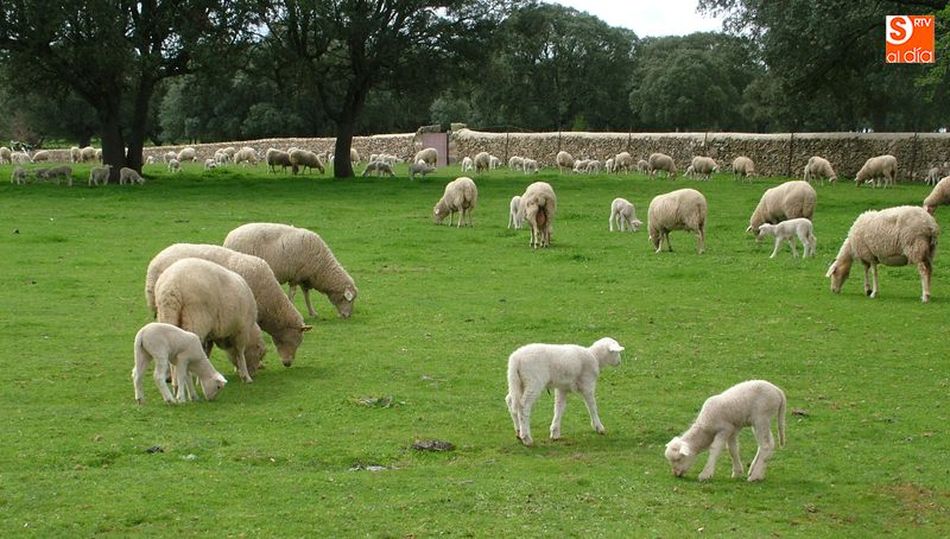 Las medidas de la Consejería de Agricultura y Ganadería contribuyen al relevo generacional en el campo / CORRAL