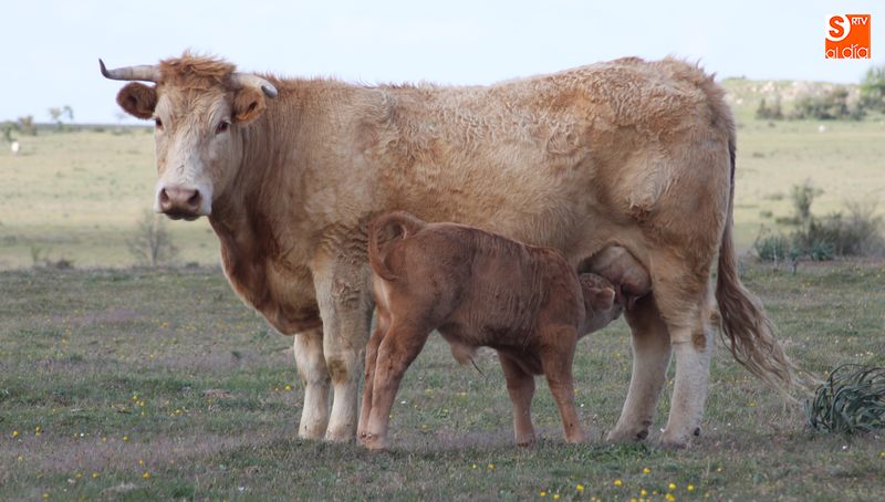 La falta de agua y pastos aumenta las pérdidas de las explotaciones ganaderas