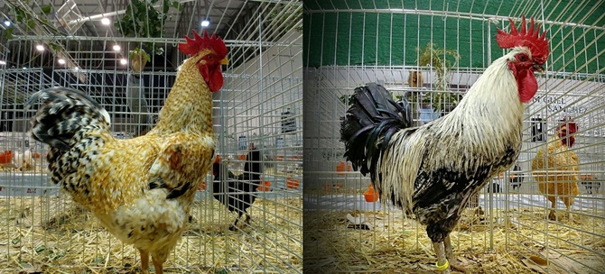 Los dos campeones presentados al Campeonato Nacional de Avicultura por el ledesmino Julián Salinas