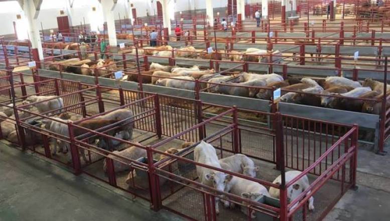 en el mercado de ganado se contabilizaron 1.712 reses para vida que cotizaron al alza a razón de 0,03 €/K.