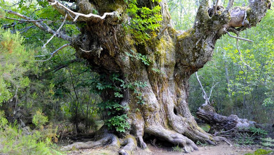 Después de la lluvia  