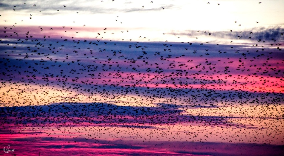 Pinceladas celestiales