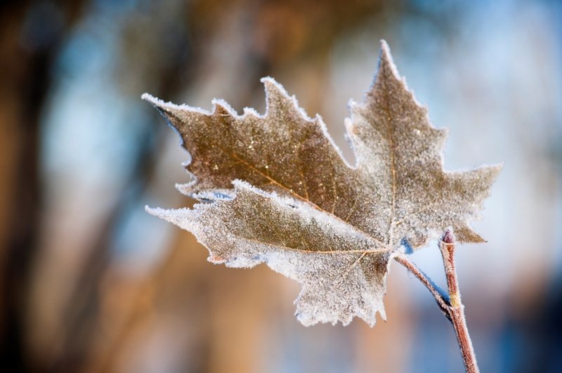 Ribera del río Tormes. Foto: Manuel Lamas