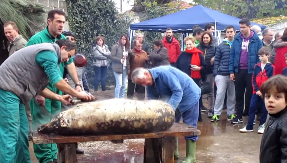 Imagen de la primera edición de la matanza tradicional / CAPTURA VÍDEO MANUEL HERNÁNDEZ
