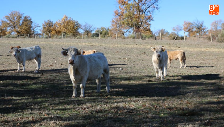  Los solicitantes deberán extensificar  las prácticas ganaderas entre 0’2 y 1 UGM / CORRAL