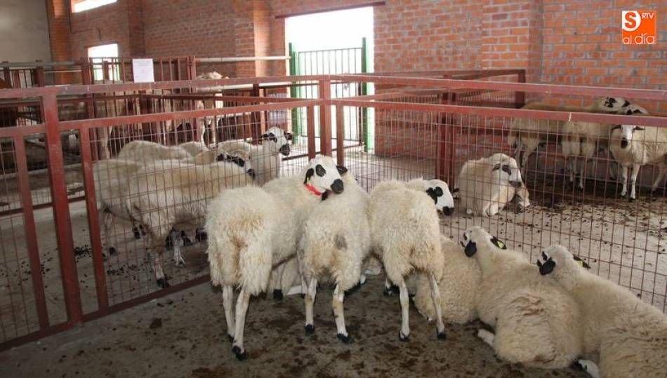 La OPA ha pedido a la consejería de Agricultura que convoque al sector del ovino