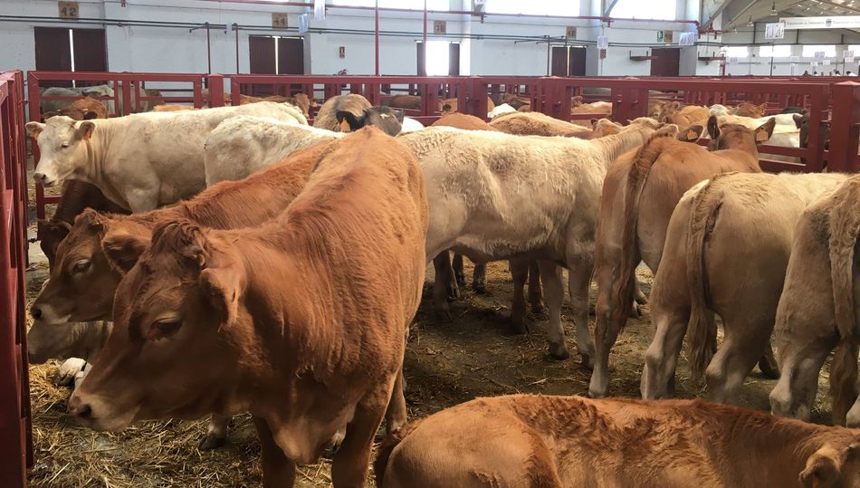 Buen mercado con 2.195 cabezas para vida / DIPUTACIÓN DE SALAMANCA