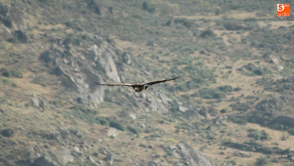 El buitre común tam,bién se verá beneficiado por este proyecto / CORRAL