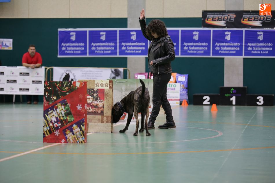 Salamanca celebra con éxito el Campeonato de España de Perros Detectores de Sustancias  