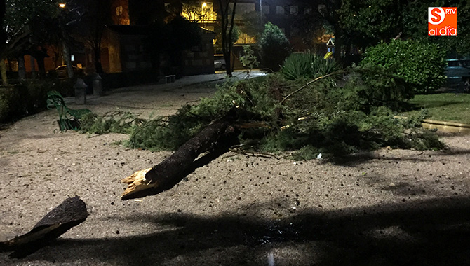 La borrasca Ana ha generado la caída de ramas, arboles y cascotes en numerosos puntos de la ciudad
