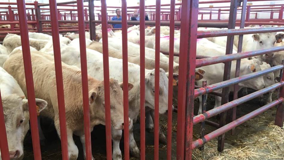 Importante asistencia de vacuno con más de 2.600 cabezas