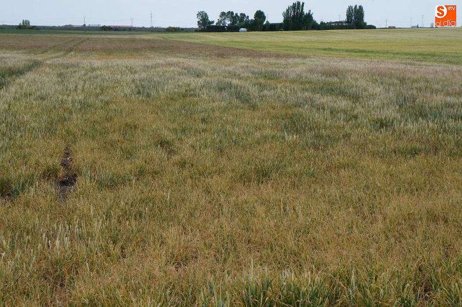 Las comarcas de Peñaranda y Salamanca, las que más muestras han realizado