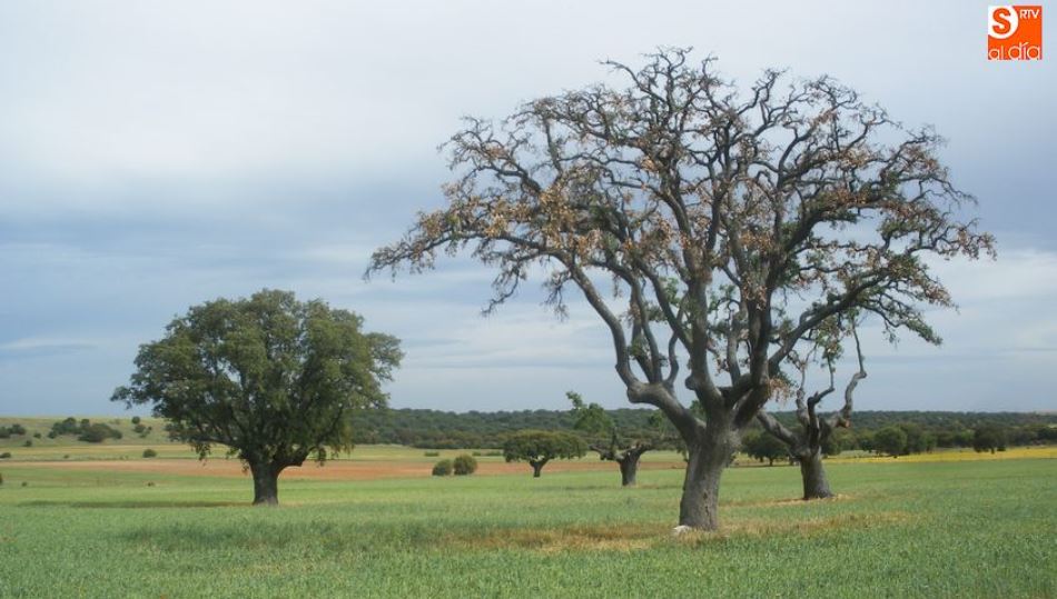 La campaña agrícola o la rentabilidad del terreno son factores que influyen en la evolución del precio de la tierra