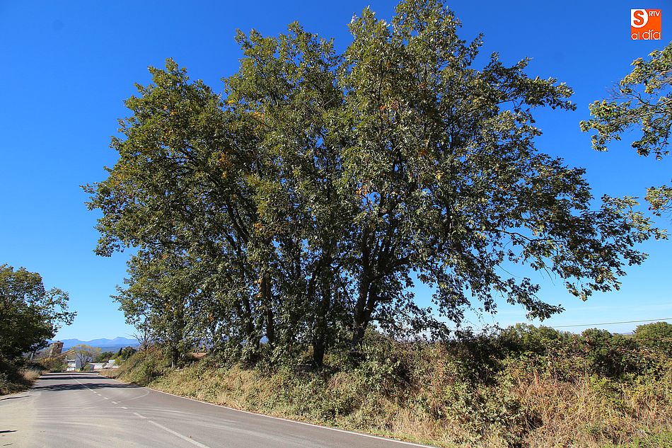 La variante de Los Santos se construirá en la DSA-240 que está en una zona rodeada de castaños