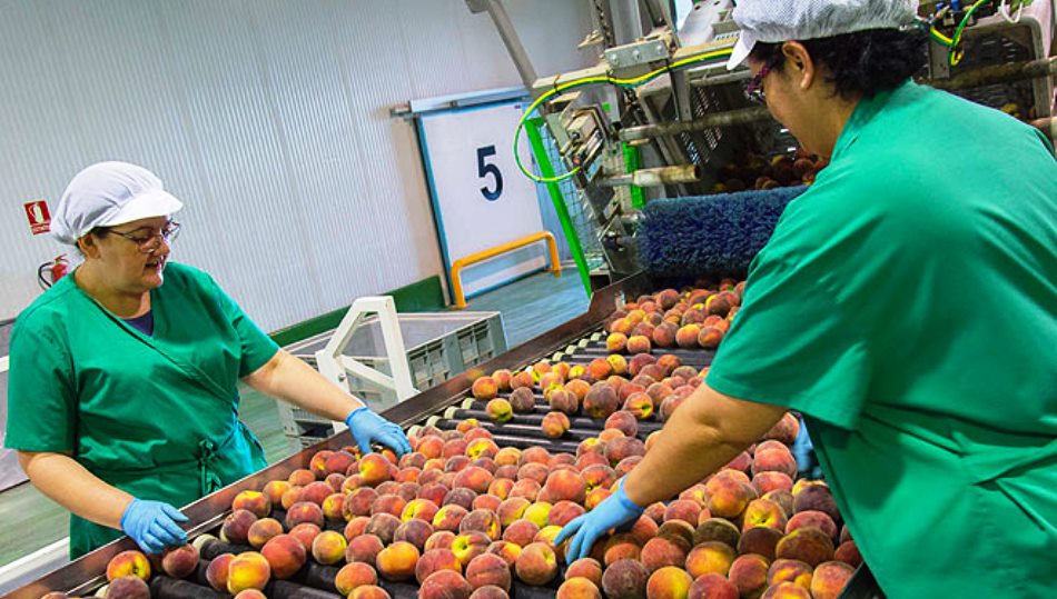 Dos mujeres trabajan en una empresa de recolección de fruta