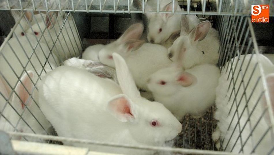 En el último mes el precio ha bajado 0,30 €/K. / CORRAL